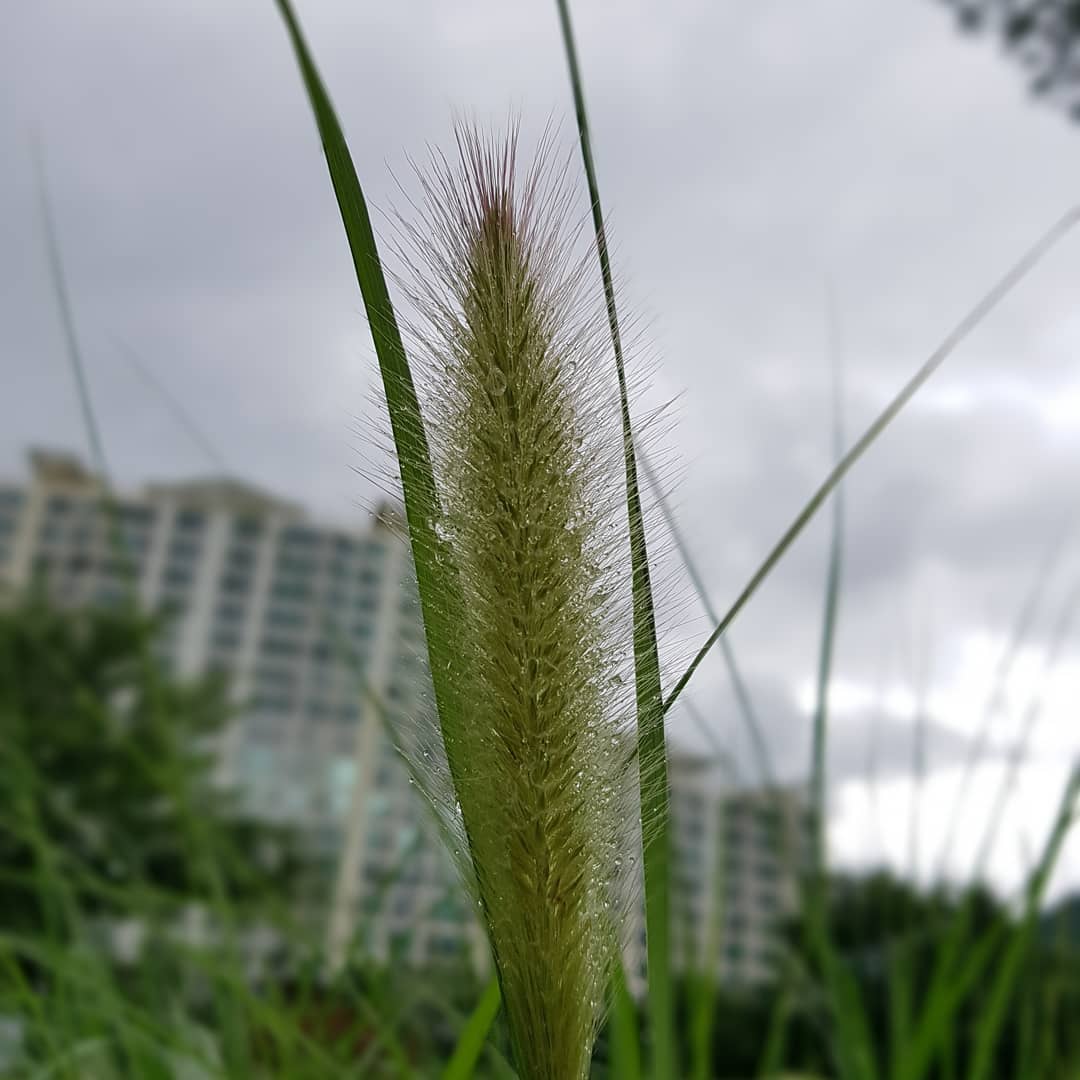 Lush foxtail grass sways gently in the foreground, contrasting with the towering buildings in the background.