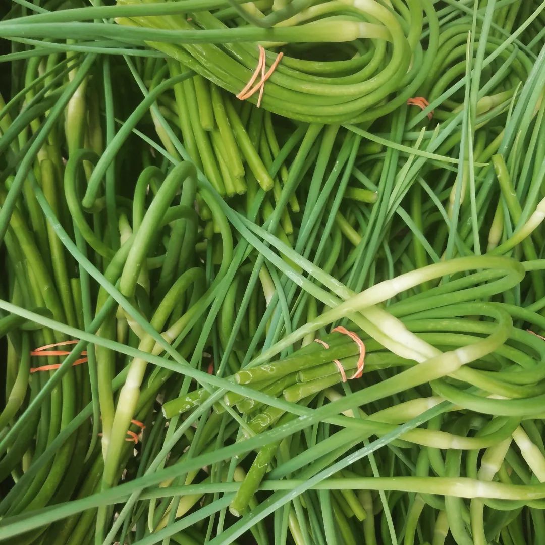 A pile of garlic greens, featuring green onions intertwined with red and white wires, creating a vibrant display.