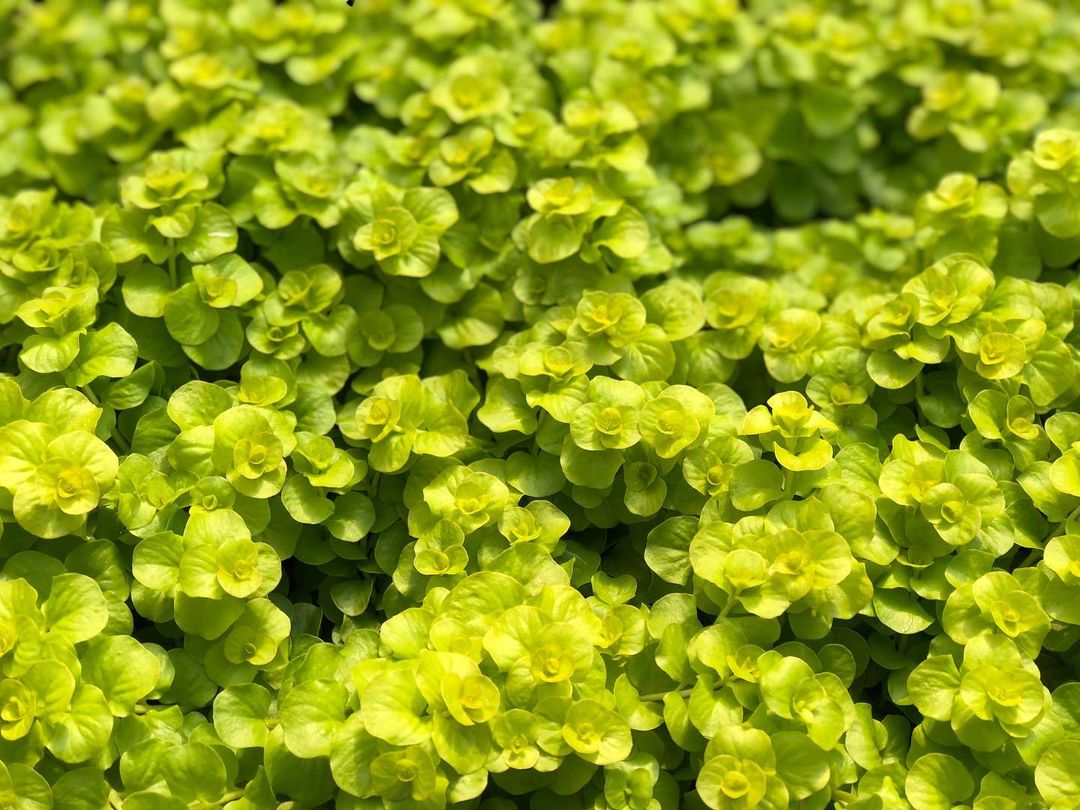 A close-up view of Golden Creeping Jenny, showcasing its abundant small green leaves in vibrant detail.