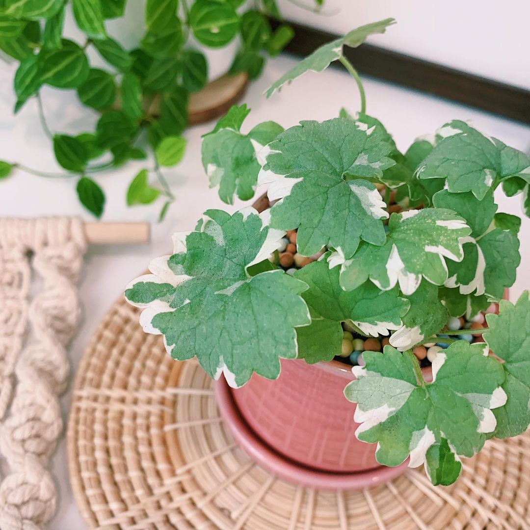 A potted Ground Ivy plant featuring vibrant green leaves and delicate white flowers, enhancing any indoor space.