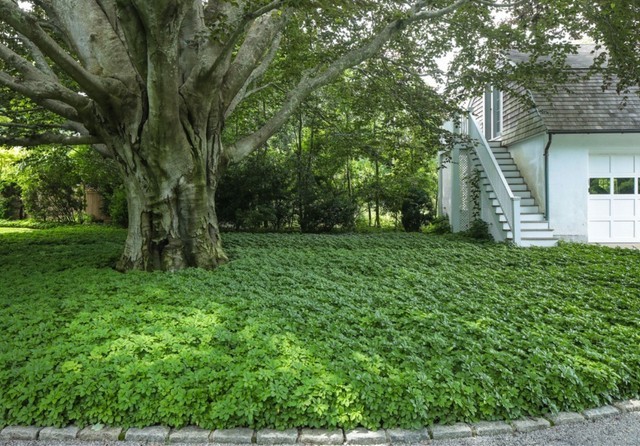 A lush green lawn featuring a central tree, surrounded by Pachysandra ground cover for shaded areas.
