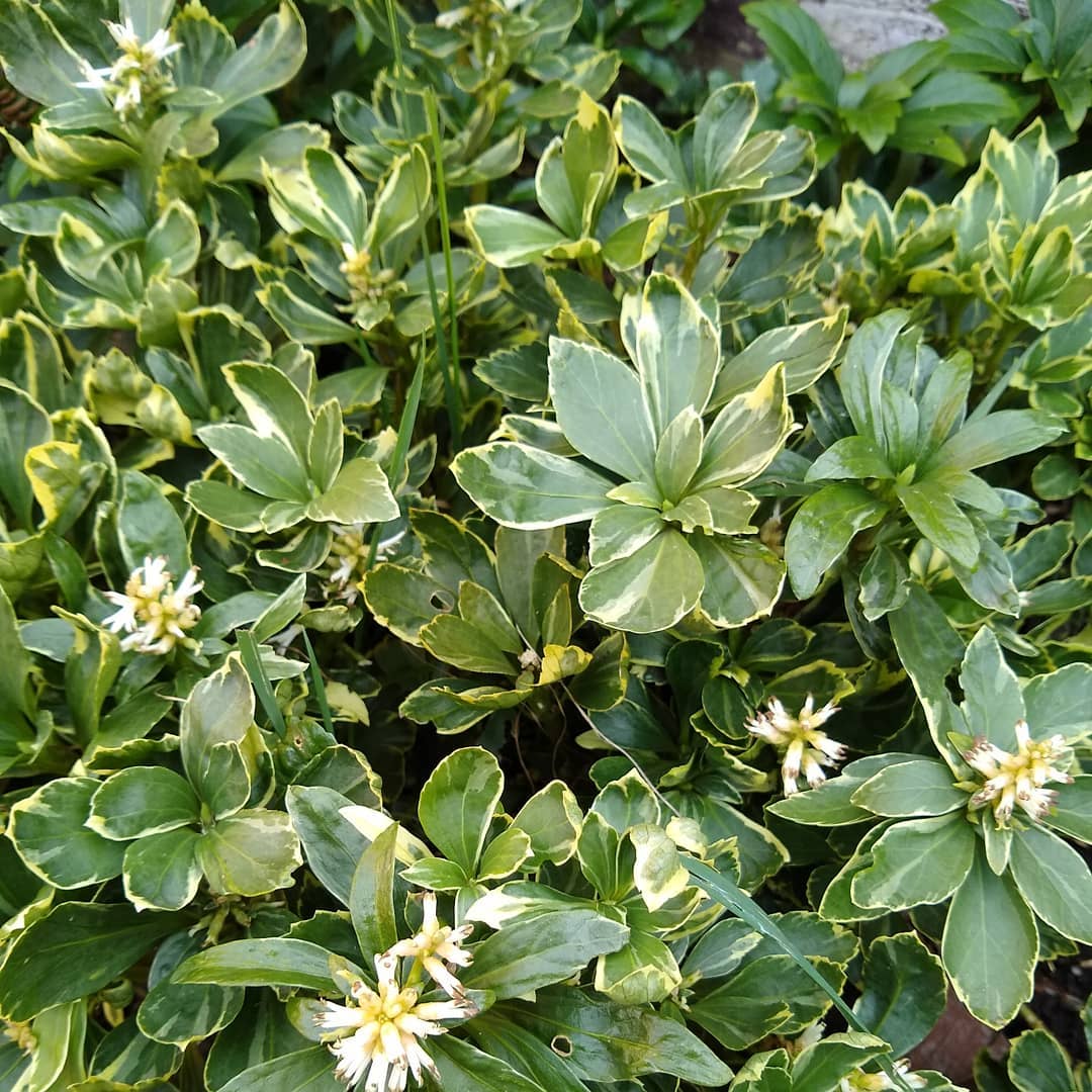 A bush of Japanese Spurge adorned with delicate white flowers and vibrant green leaves, showcasing natural beauty.