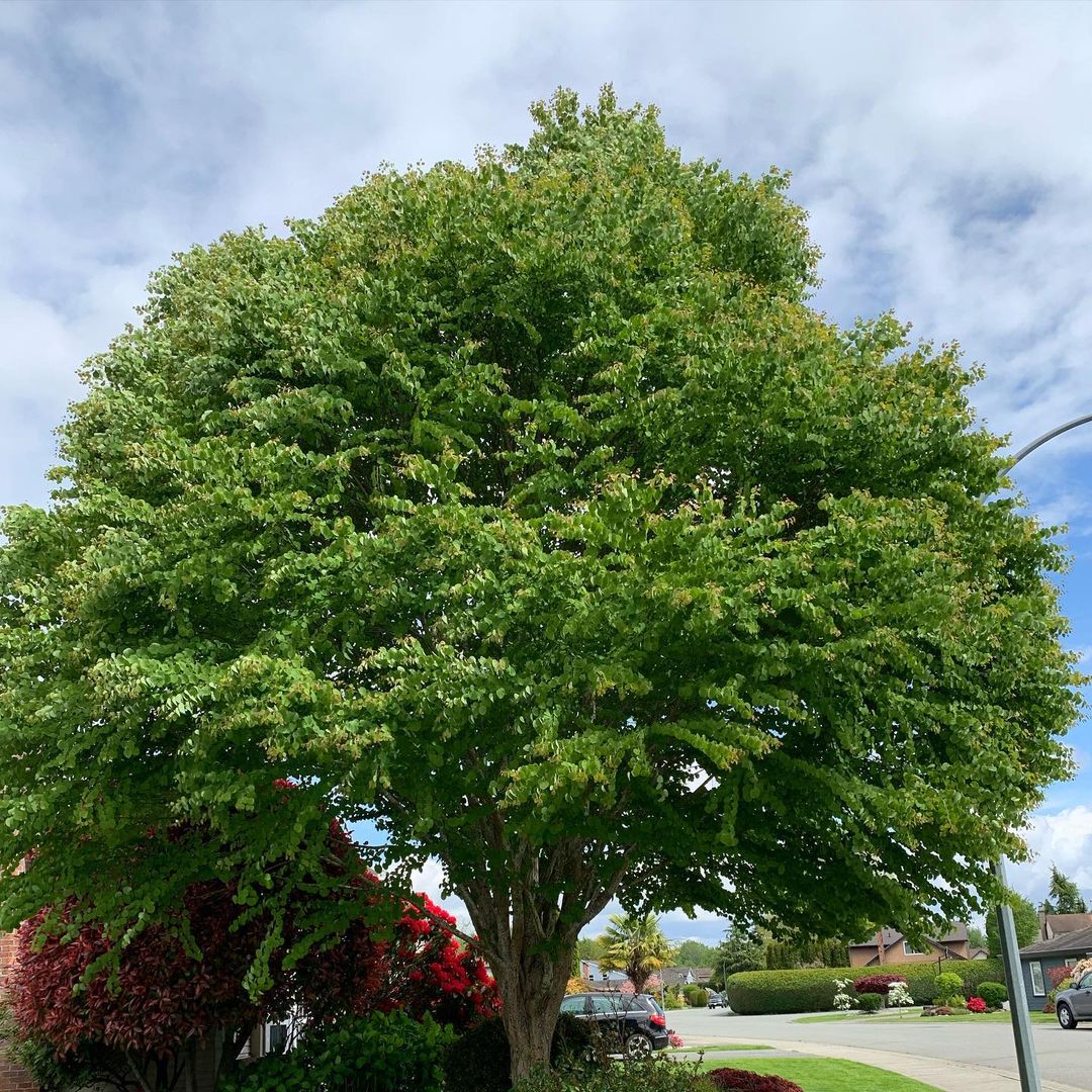 A large Katsura tree stands majestically in front of a charming house, showcasing its vibrant foliage and sturdy trunk.