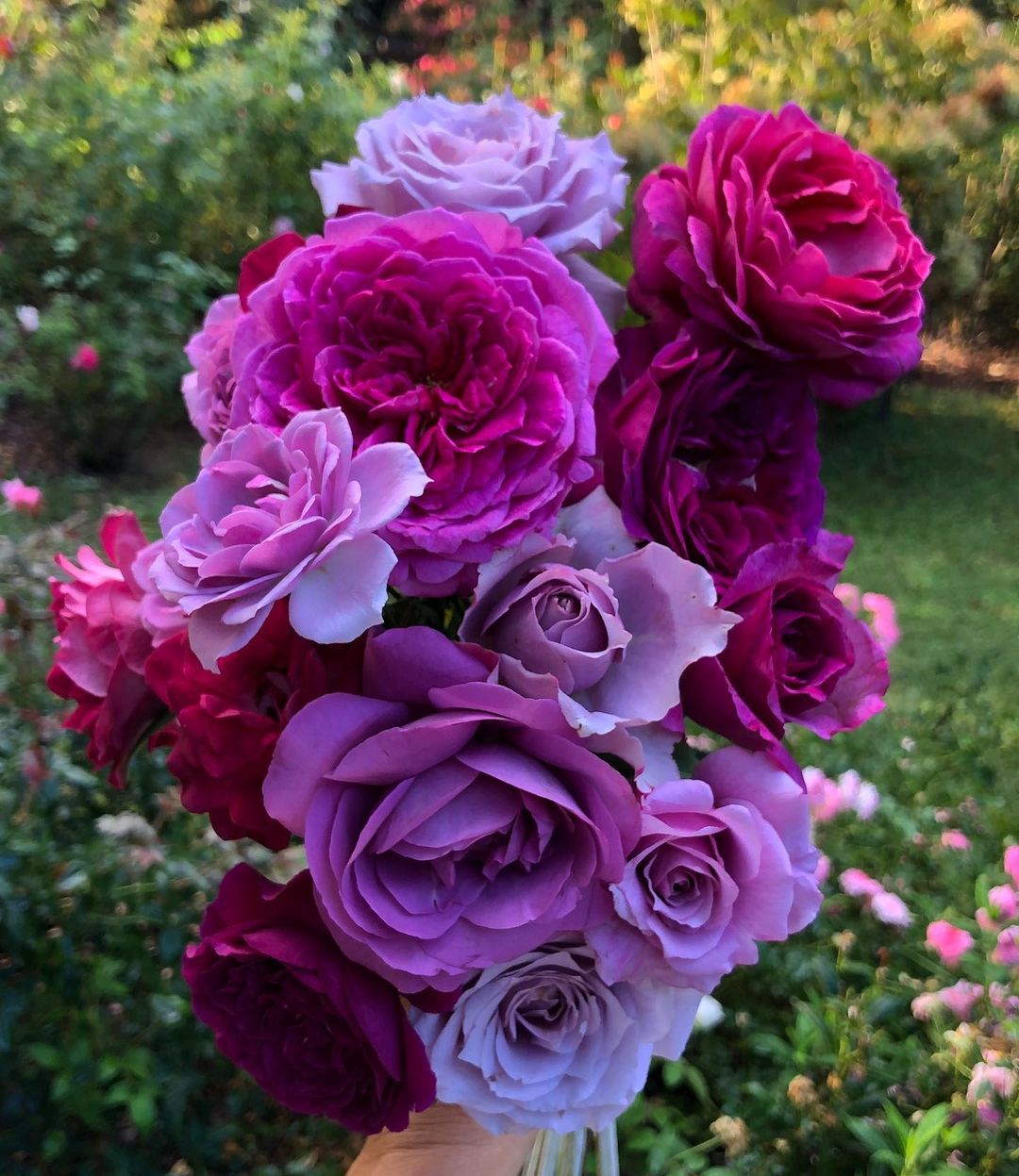 Lavender roses signify enchantment and grace, often associated with love at first sight and admiration.