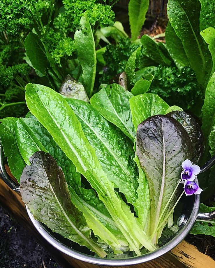 A metal bowl containing fresh lettuce and vibrant purple flowers, showcasing a colorful and healthy arrangement.