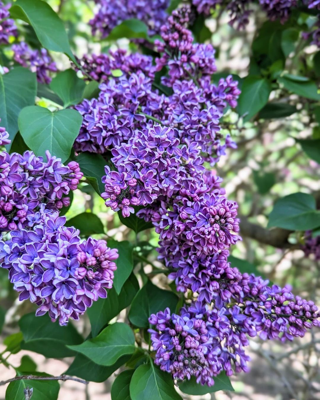 A bush of purple lilac flowers with green leaves.