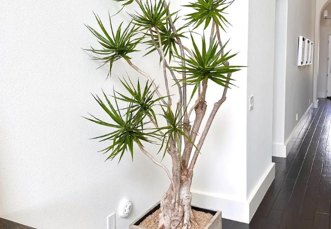 Madagascar Dragon Tree : Growing and Caring for Dracaena Marginata