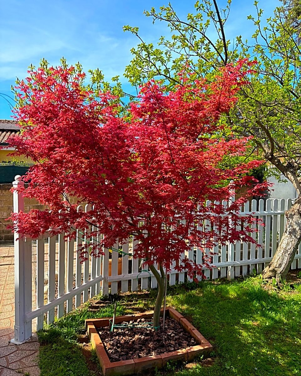 A vibrant red maple tree stands in a yard, bordered by a classic white fence, creating a picturesque autumn scene.