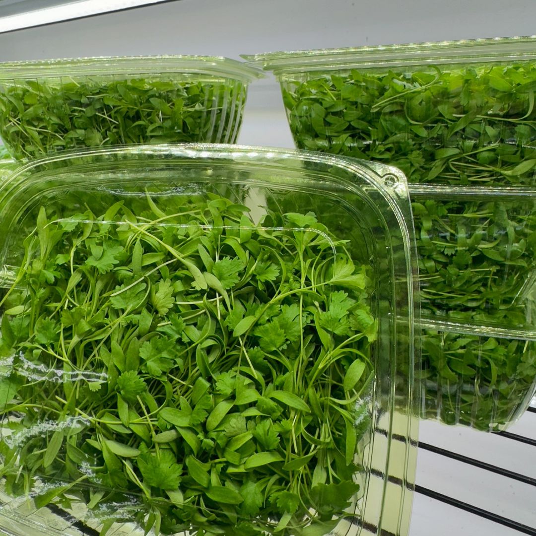 Fresh microgreens in plastic containers neatly arranged on a shelf, showcasing vibrant colors and healthy textures.