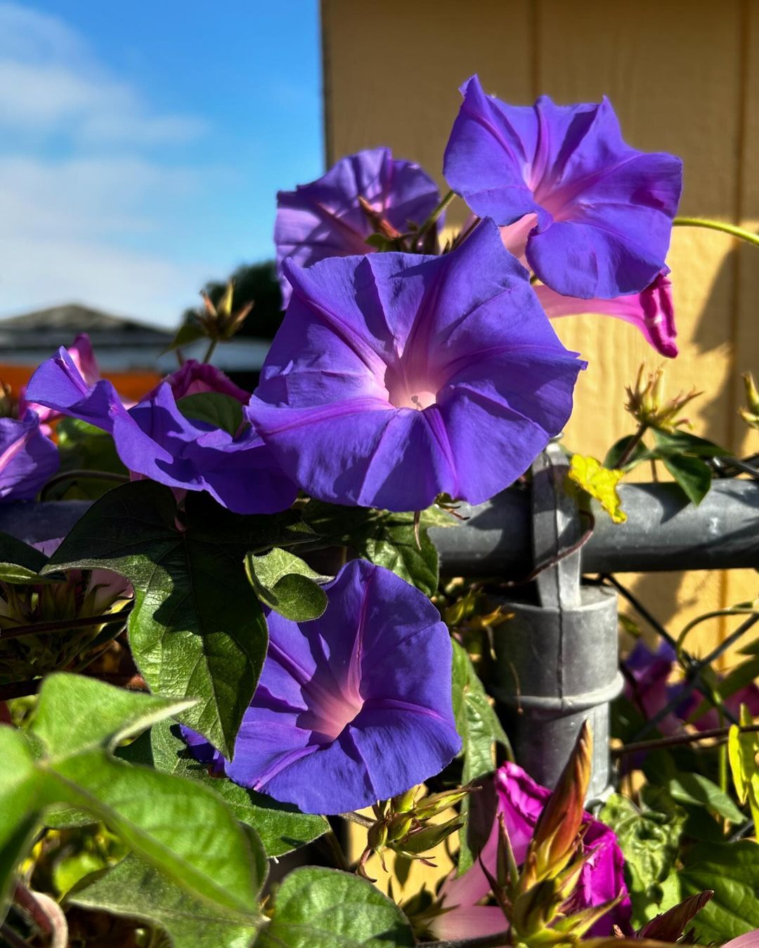 Morning Glory flowers bloom with vibrant colors, greeting the dawn with a burst of beauty.
