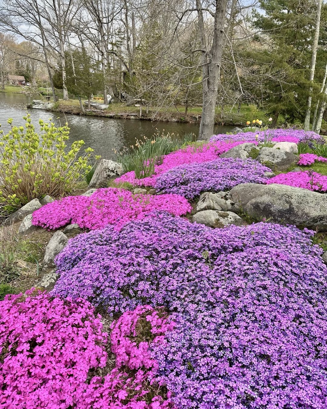 A serene pond adorned with vibrant purple Moss Phlox flowers and scattered rocks, creating a tranquil natural scene.