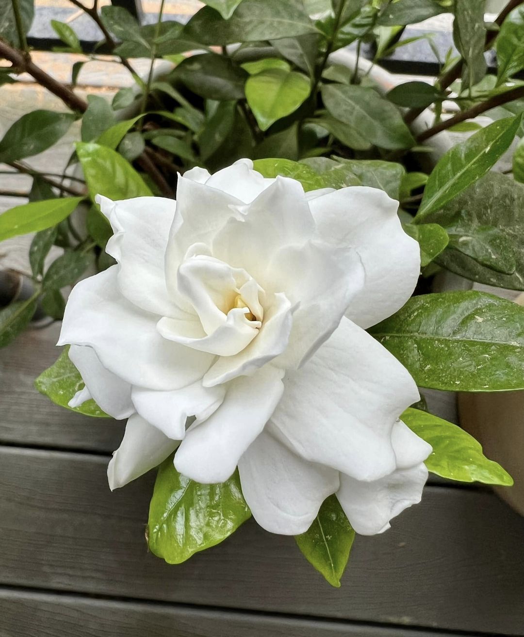 Gardenias are renowned for their creamy white blooms, velvety petals, and intense, sweet fragrance, making them a symbol of grace and elegance.