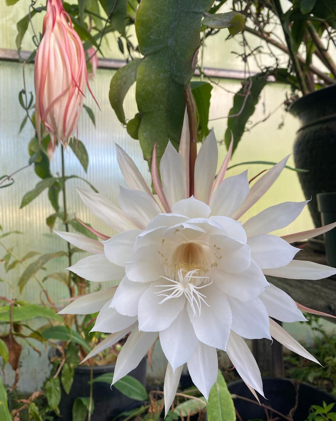 A Night-Blooming Cereus with white petals and pink edges thrives in a greenhouse, showcasing its delicate beauty.