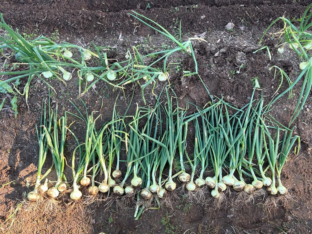 A vibrant garden scene featuring healthy green onion plants growing in rich soil under bright sunlight.