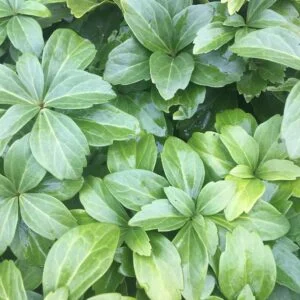 Detailed close-up of Pachysandra foliage, highlighting the rich green leaves of the bush in a serene environment.