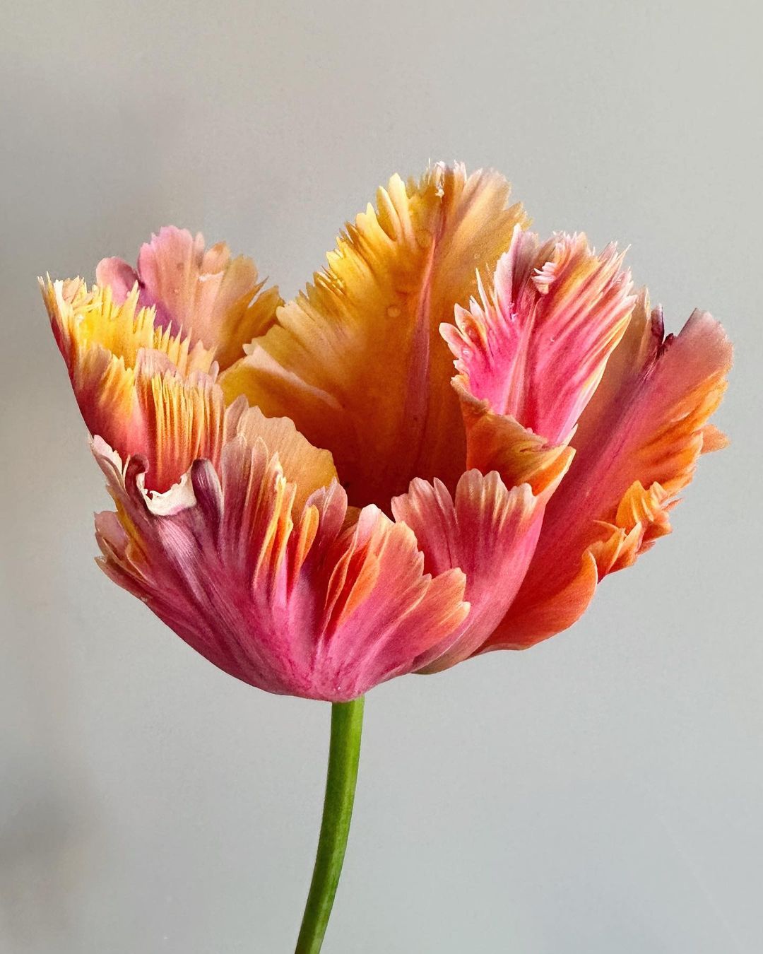 A vibrant parrot tulip featuring pink and yellow petals stands elegantly against a neutral background.