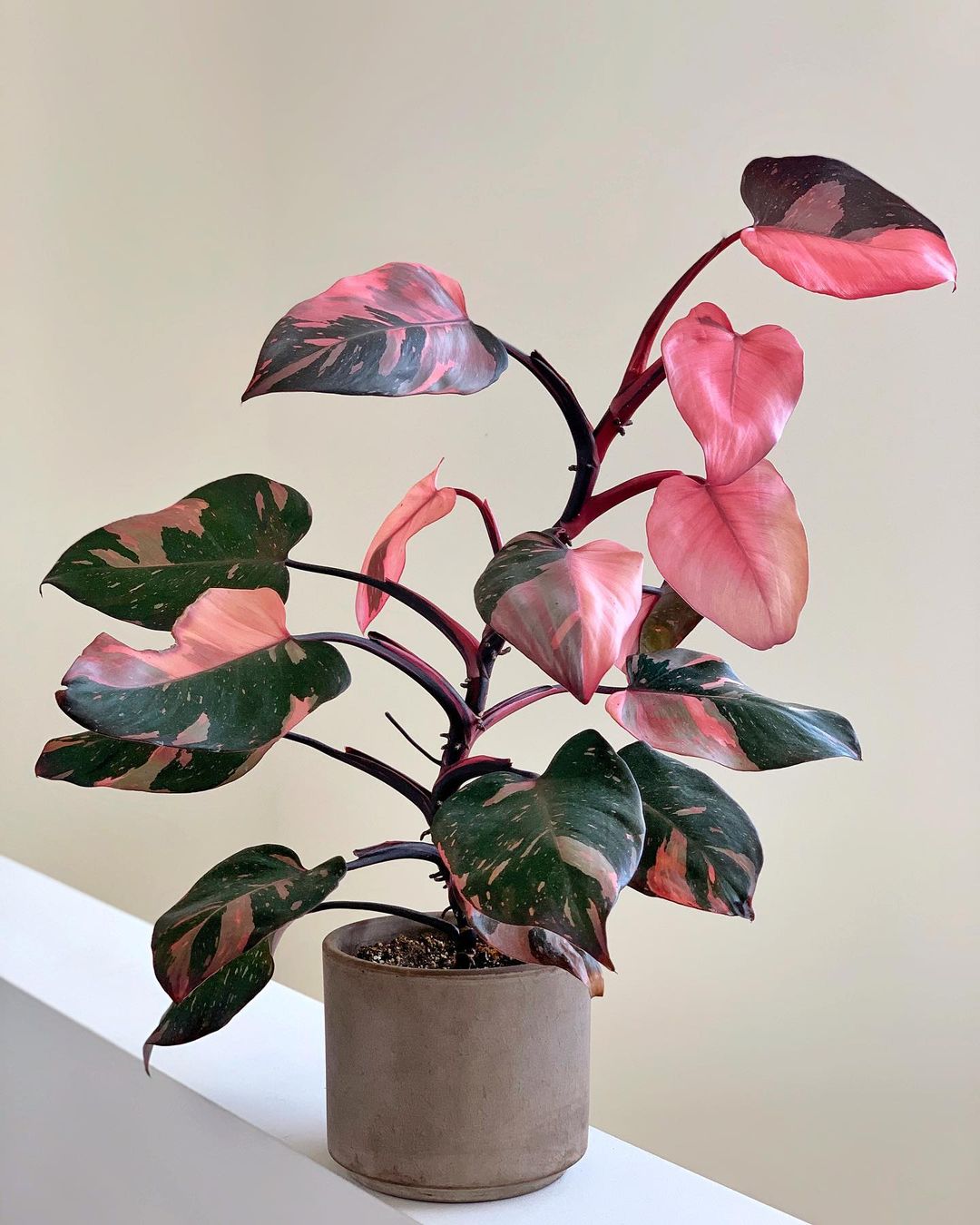 A vibrant Philodendron plant with pink and green leaves, elegantly displayed in a pot on a wooden table.