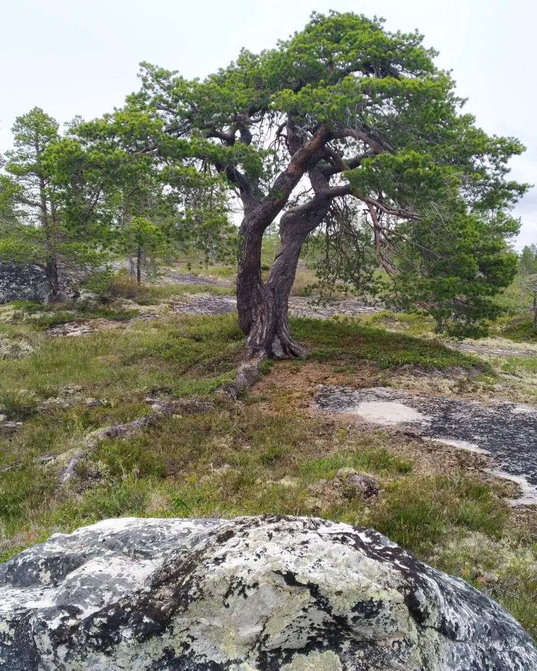 A resilient pine tree stands tall on a rocky hillside, showcasing nature