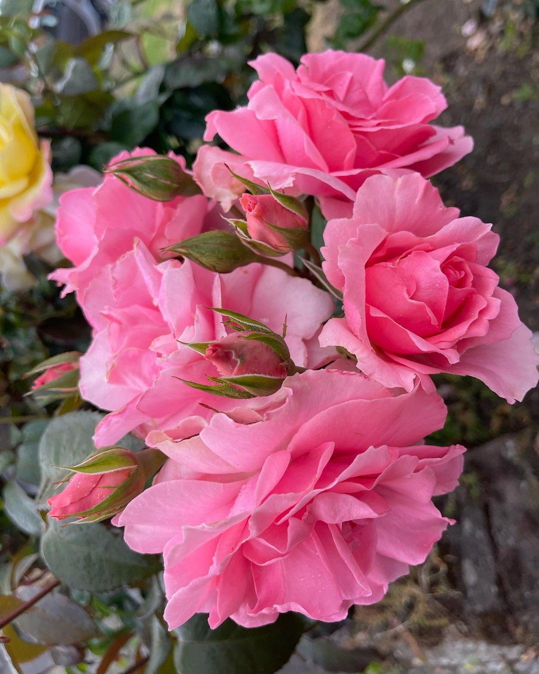 Pink roses convey admiration, gratitude, and gentle affection, making them a versatile and charming floral choice.