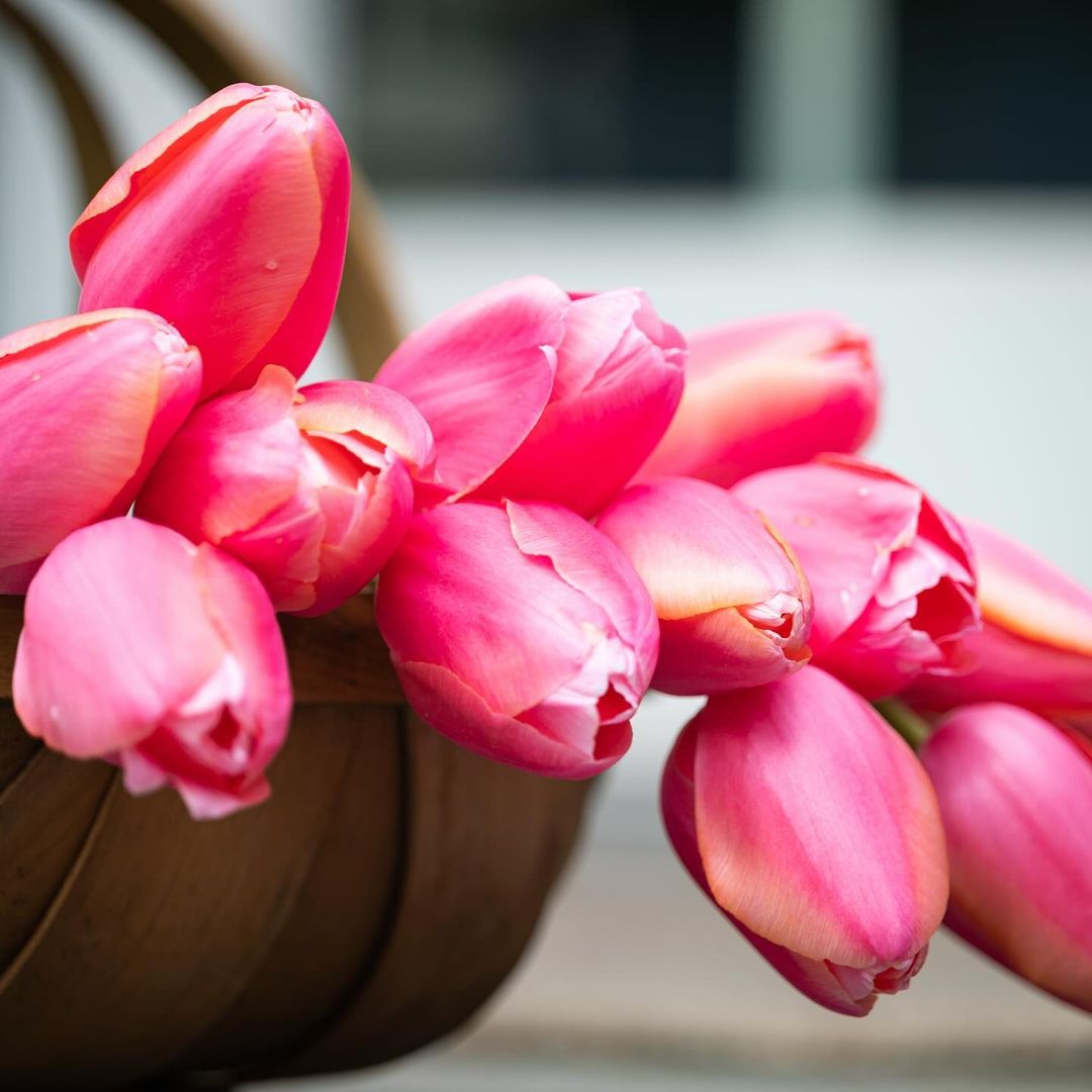 A basket filled with vibrant pink tulips elegantly arranged on a wooden table, showcasing their natural beauty.