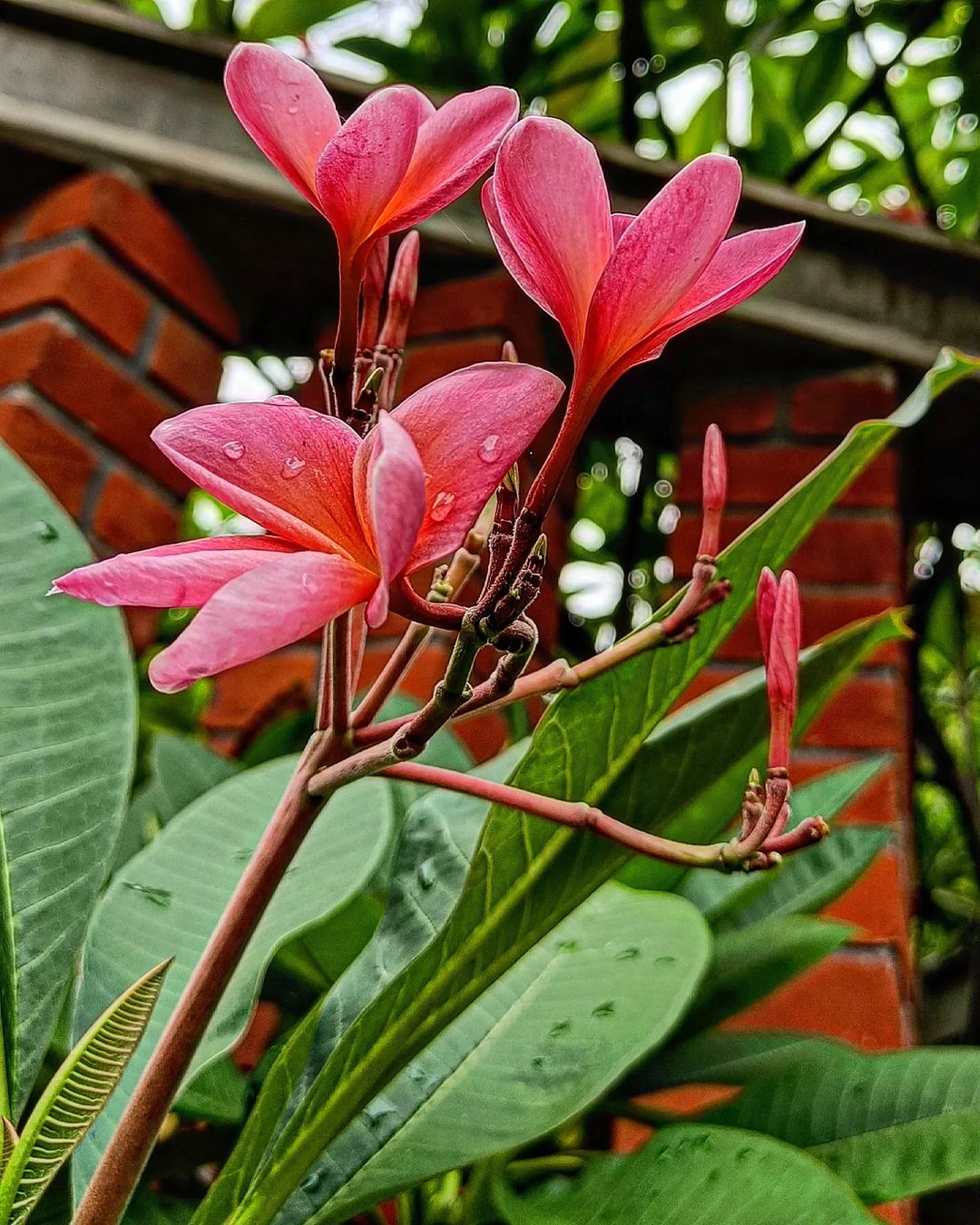 Blooming pink flowers contrast with a brick wall backdrop. Plants from Dew.