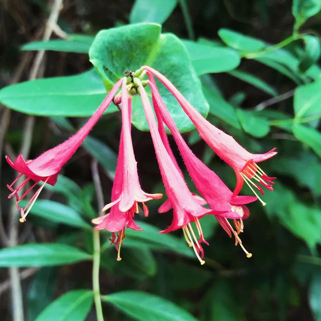 A vibrant purple honeysuckle plant adorned with delicate pink flowers, showcasing its natural beauty in full bloom.