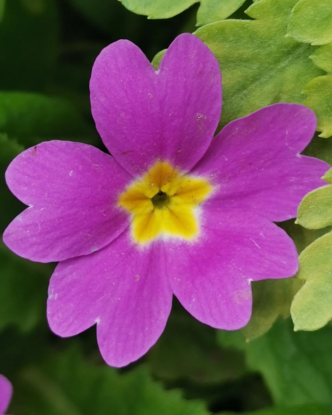 A vibrant purple primrose with a yellow center surrounded by lush green leaves, showcasing nature