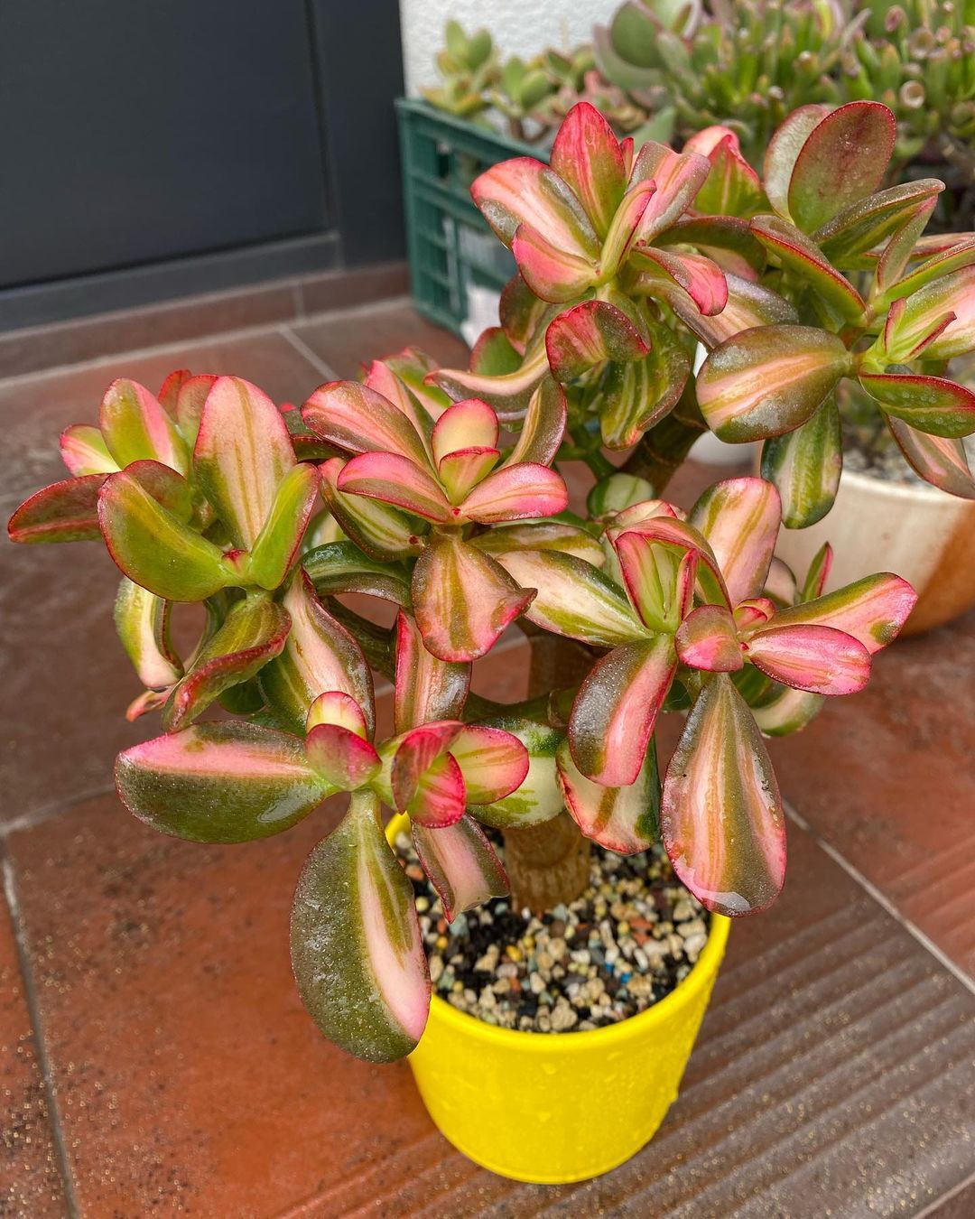 Crassula ovata