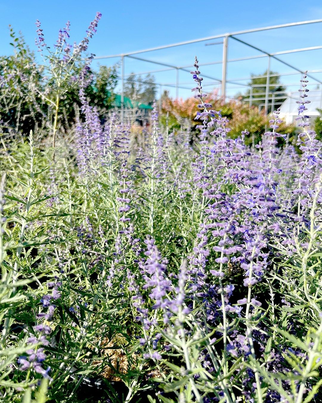 A vibrant field of purple Russian Sage flowers blooming beautifully in a well-maintained garden setting.