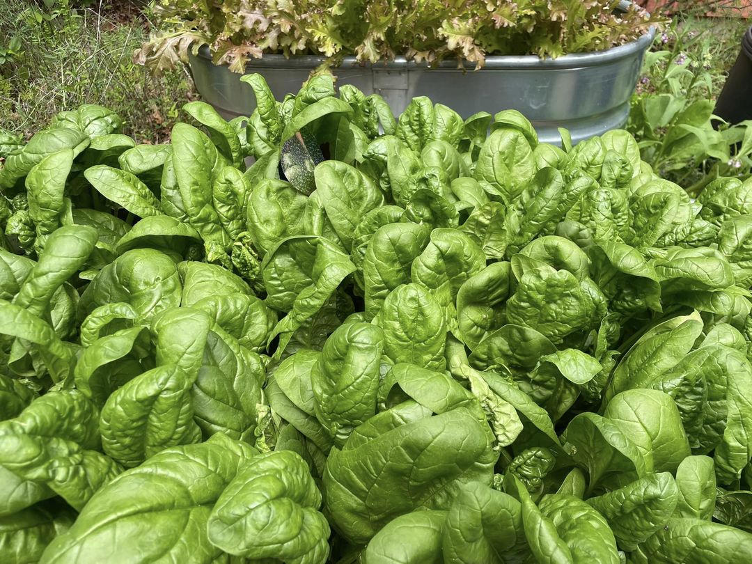 A large bucket of fresh green spinach in a garden.