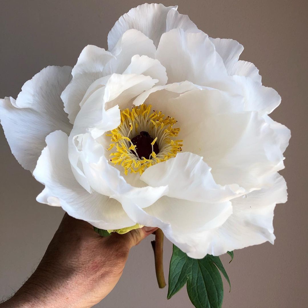 A person gently holds a white tree peony flower, showcasing its delicate petals and vibrant beauty.