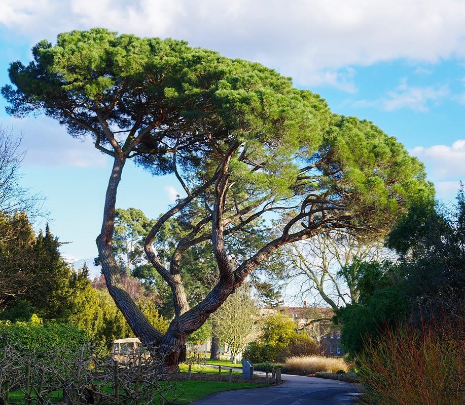 A large Umbrella Pine tree featuring a thick trunk and a small branch extending from its side.