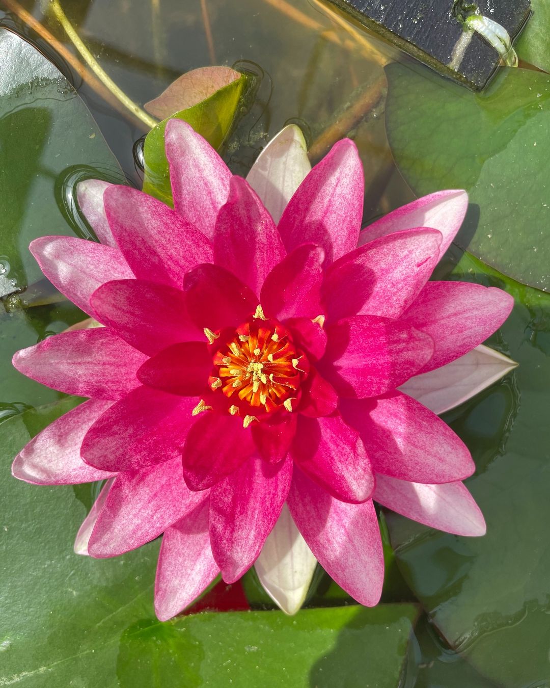 A pink water lily blooms gracefully on the surface of a tranquil pond, surrounded by vibrant green leaves.