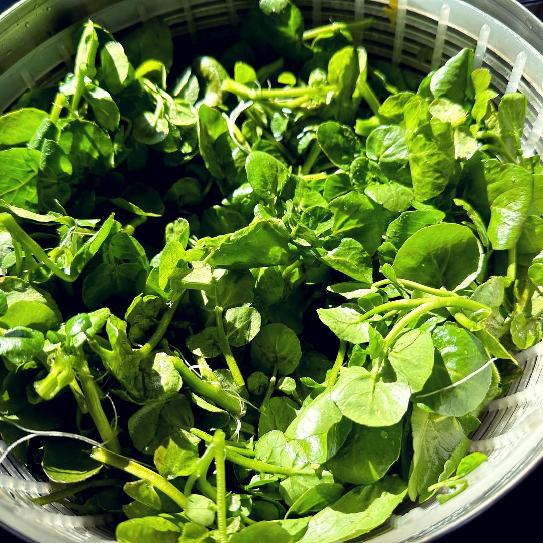 Fresh watercress leaves in a bowl.