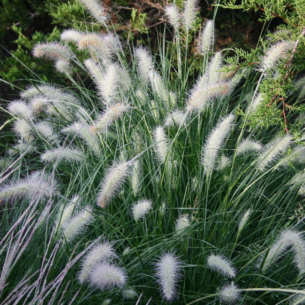 A close-up view of White Fountain Grass, showcasing its long, delicate white hair-like strands swaying gently in the breeze.