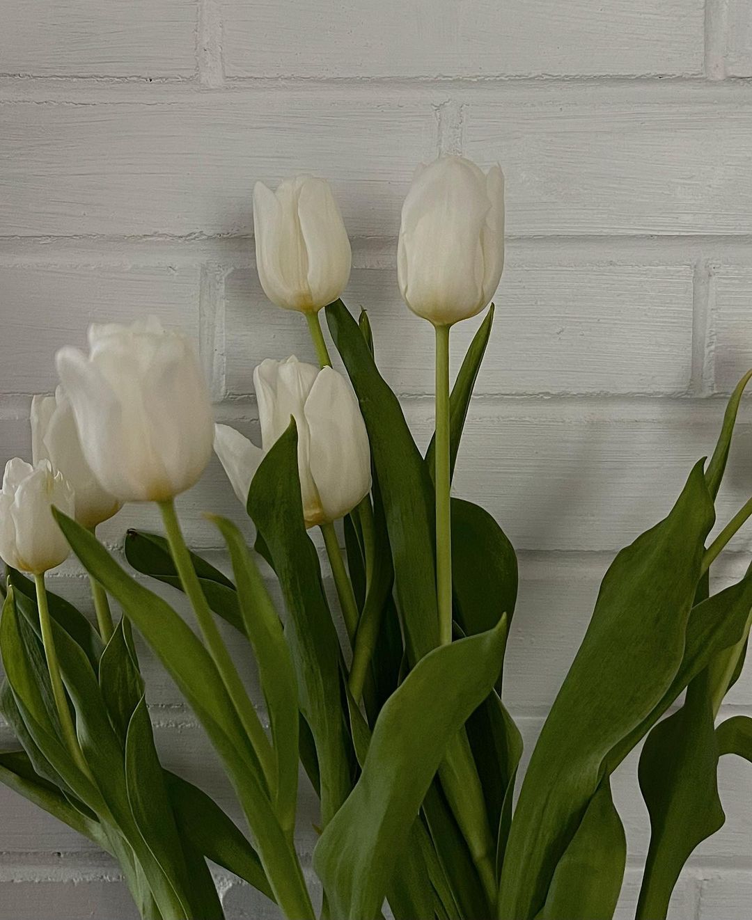 A vase filled with elegant white tulips, showcasing their delicate petals and fresh greenery.