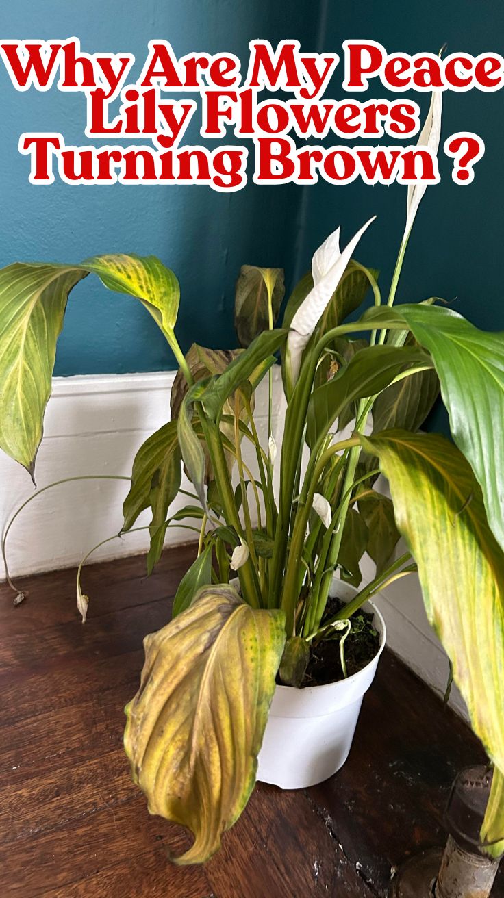 Why Are My Peace Lily Flowers Turning Brown