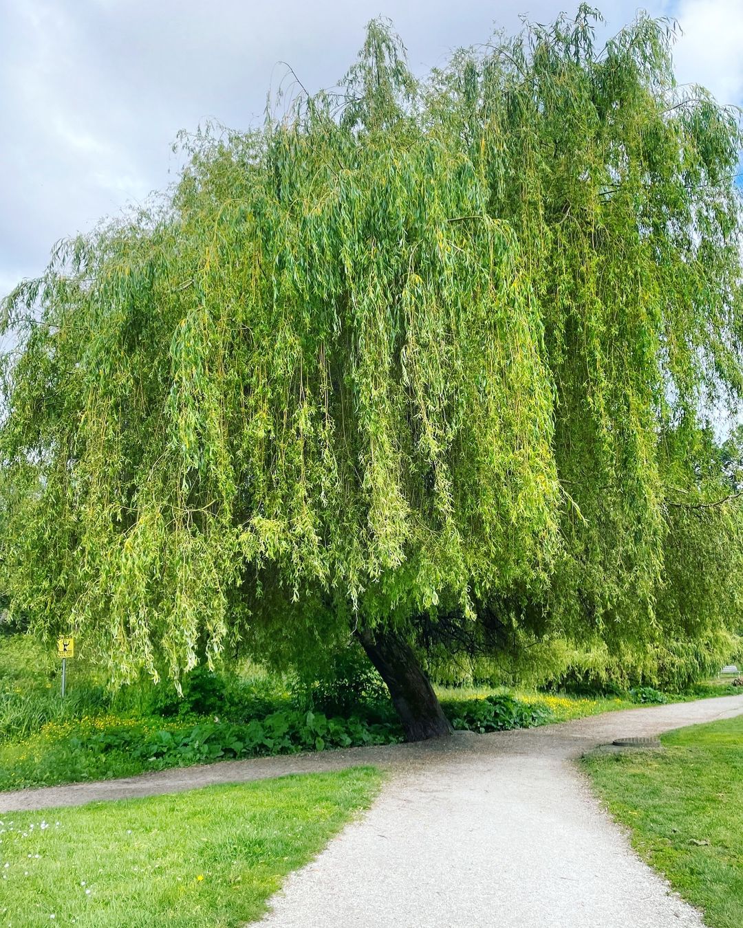 A grand weeping willow tree dominates the park, its lush, drooping branches providing shade and beauty to the surroundings.