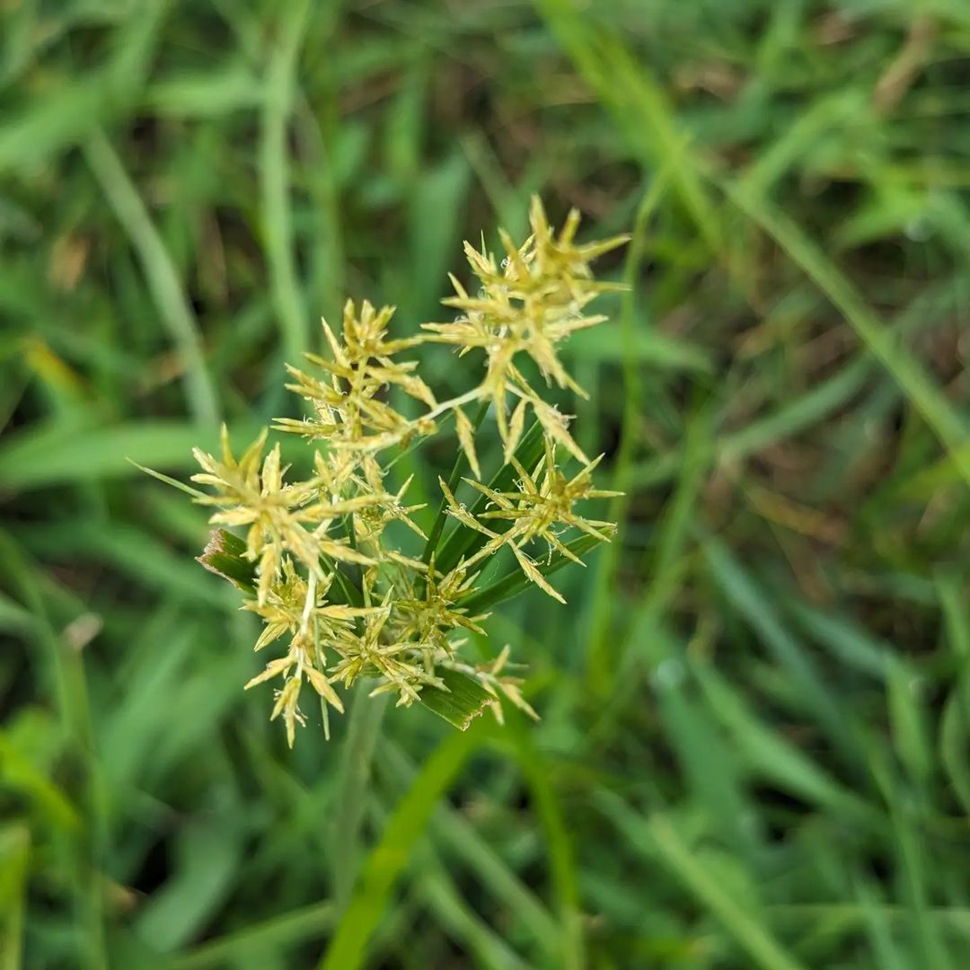 A single yellow Nutsedge flower stands out amidst the green grass, showcasing its vibrant color and delicate structure.