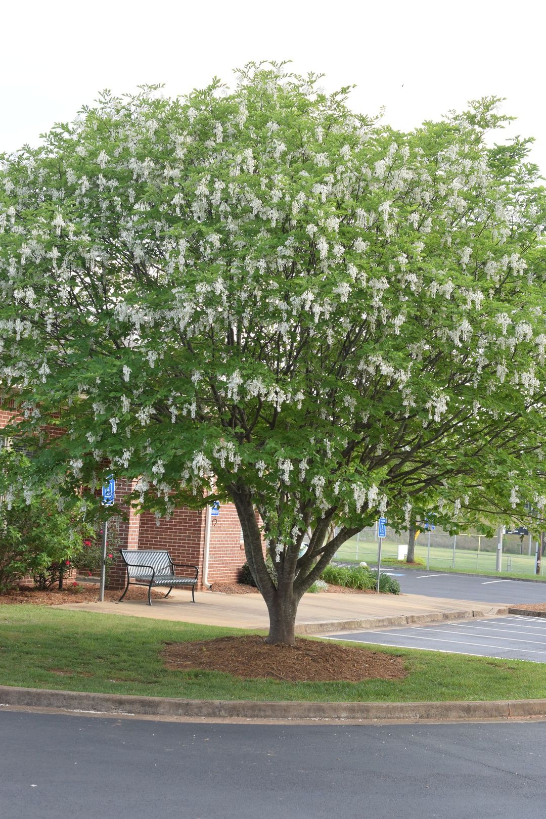 A large Yellowwood tree adorned with delicate white flowers, showcasing its beauty in a serene natural setting.