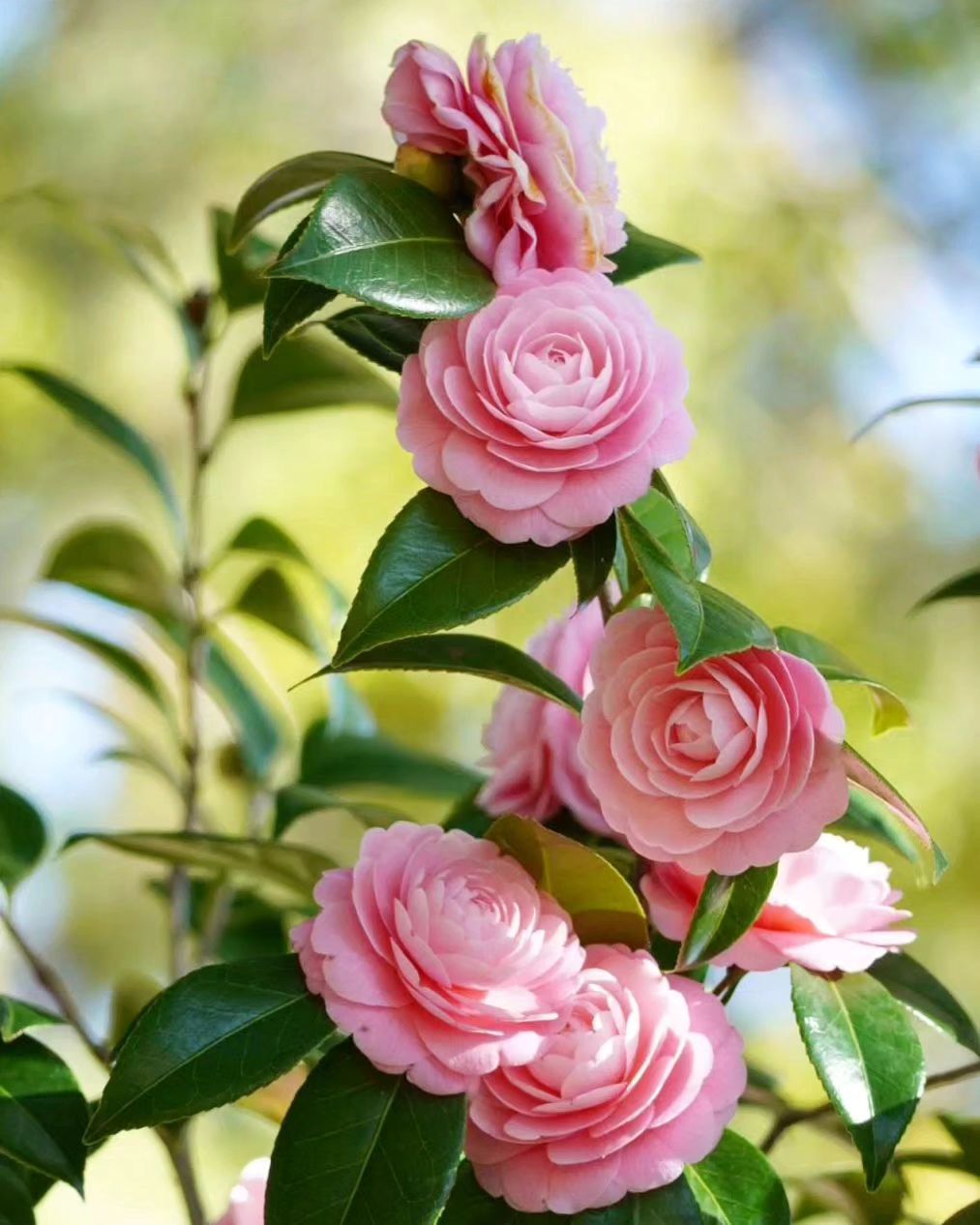 Camellias are elegant, evergreen shrubs with glossy leaves and large, showy flowers that come in shades of white, pink, and red.