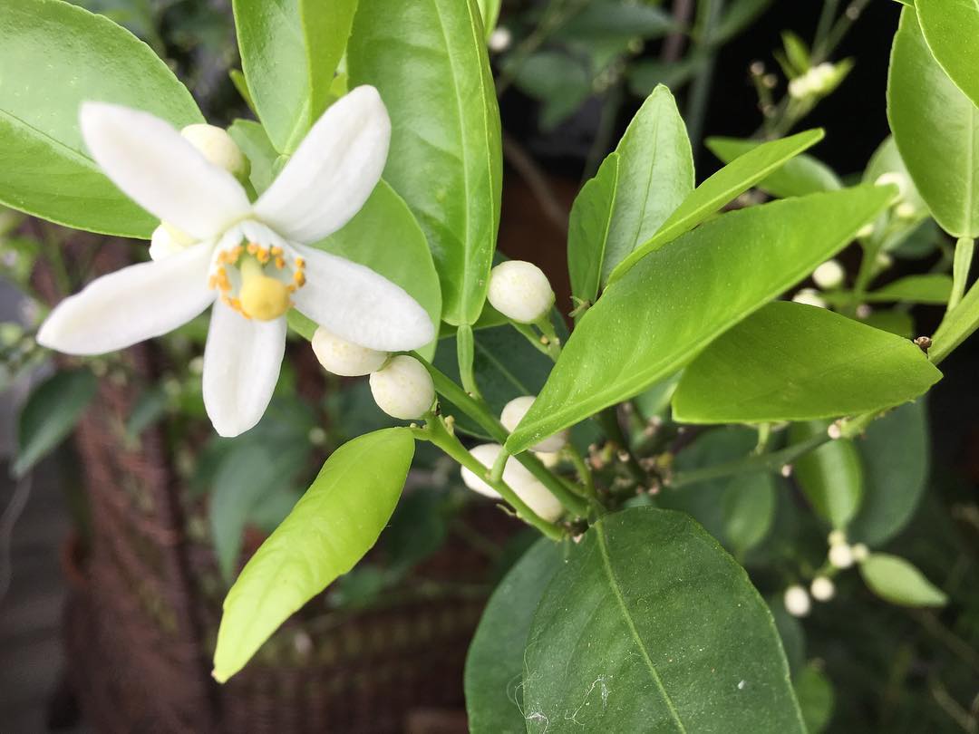 Close-up of a lemon tree featuring vibrant white clementine flowers, highlighting the intricate details of the blossoms.