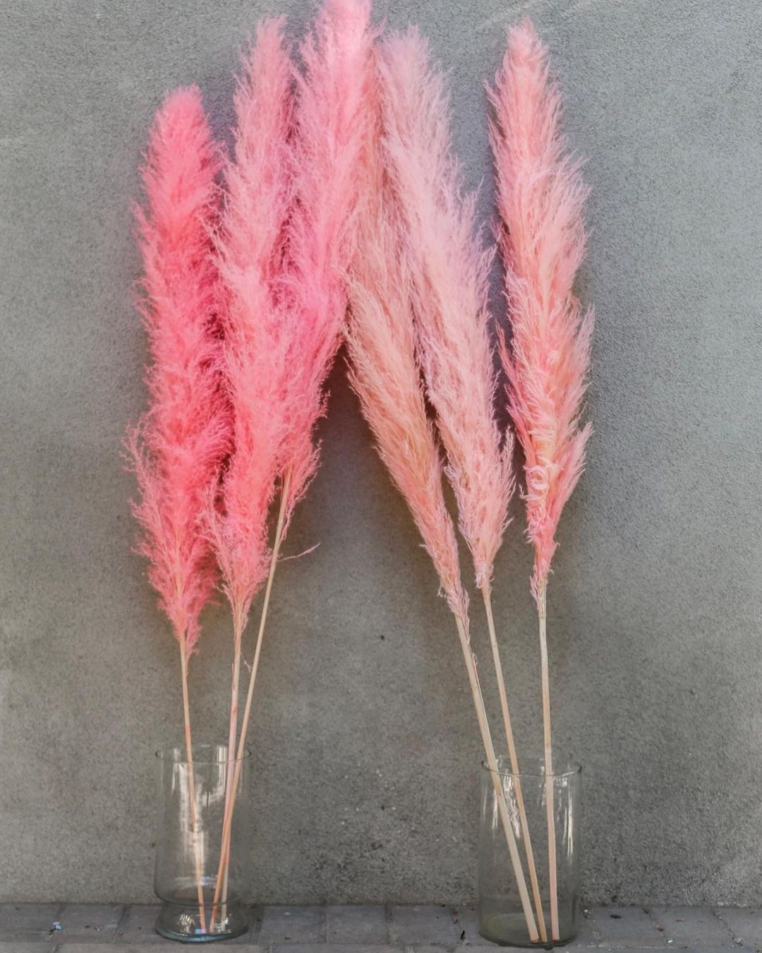 Delicate pink pampas grass adding a pop of color to the landscape.