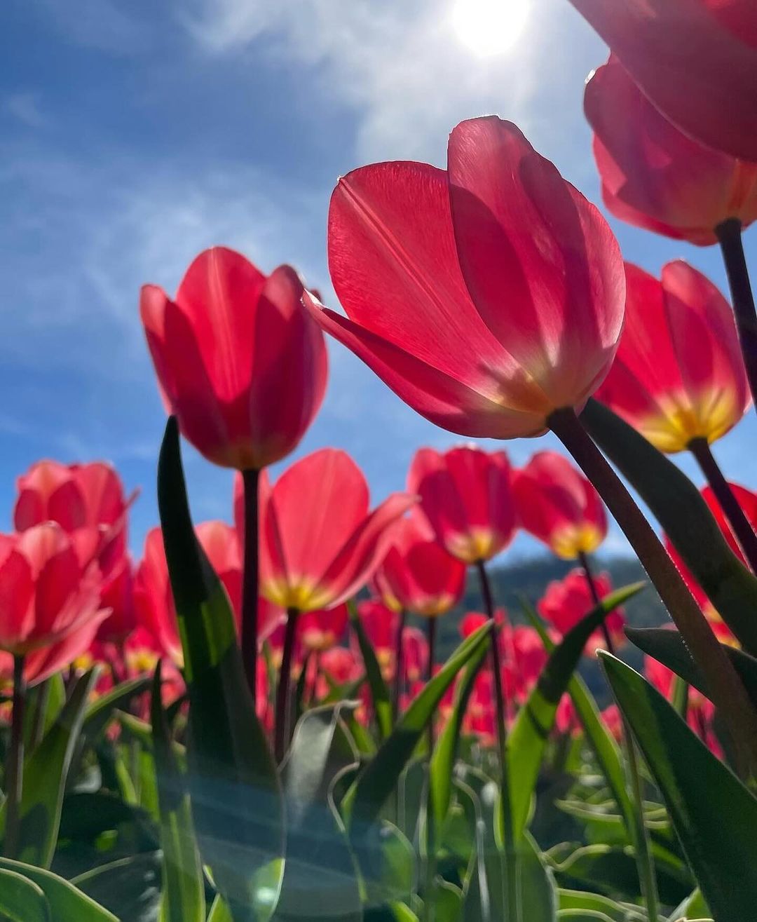 A vibrant photograph of red tulips captured by Jimmy Kirk, showcasing their rich color and delicate petals in natural light.