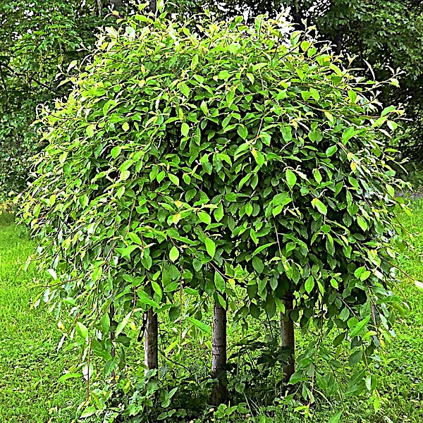 Weeping Willow Bush (Salix caprea ‘Pendula’)