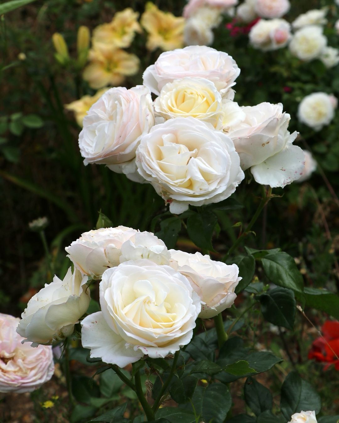 White roses represent purity, innocence, and new beginnings, making them a classic symbol of grace and elegance.