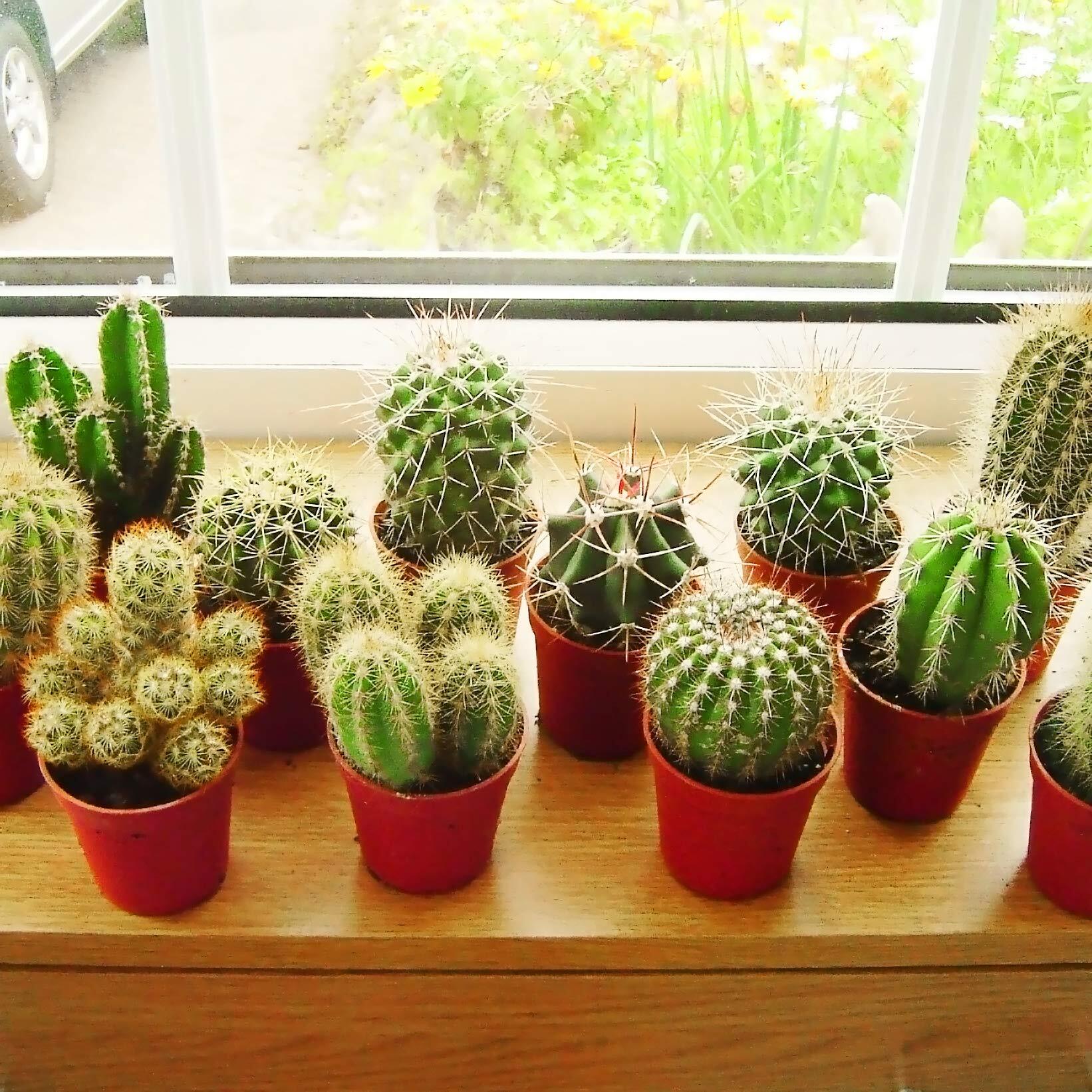 Indoor cacti are low-maintenance, drought-tolerant plants that thrive in well-lit spaces, known for their unique shapes, textures, and occasional blooms, making them popular choices for adding greenery and visual interest to interiors.