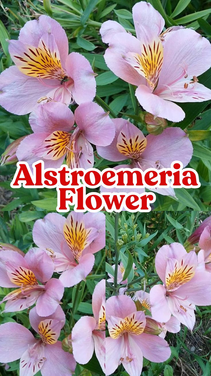 Alstroemeria Flower