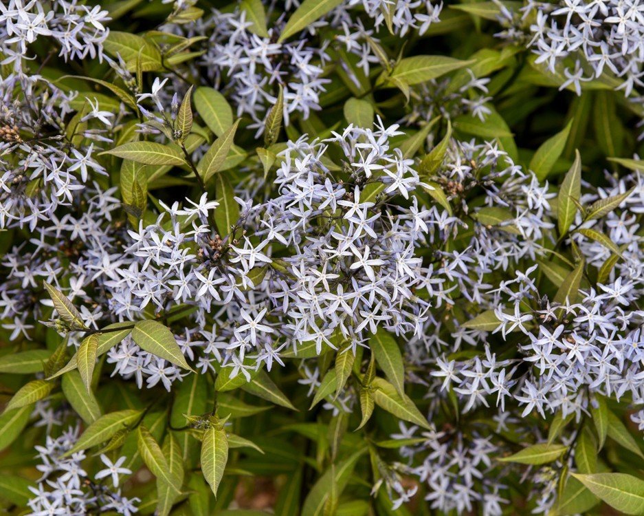 A bush adorned with numerous blue flowers, showcasing the vibrant blooms of Amsonia Blue Star.