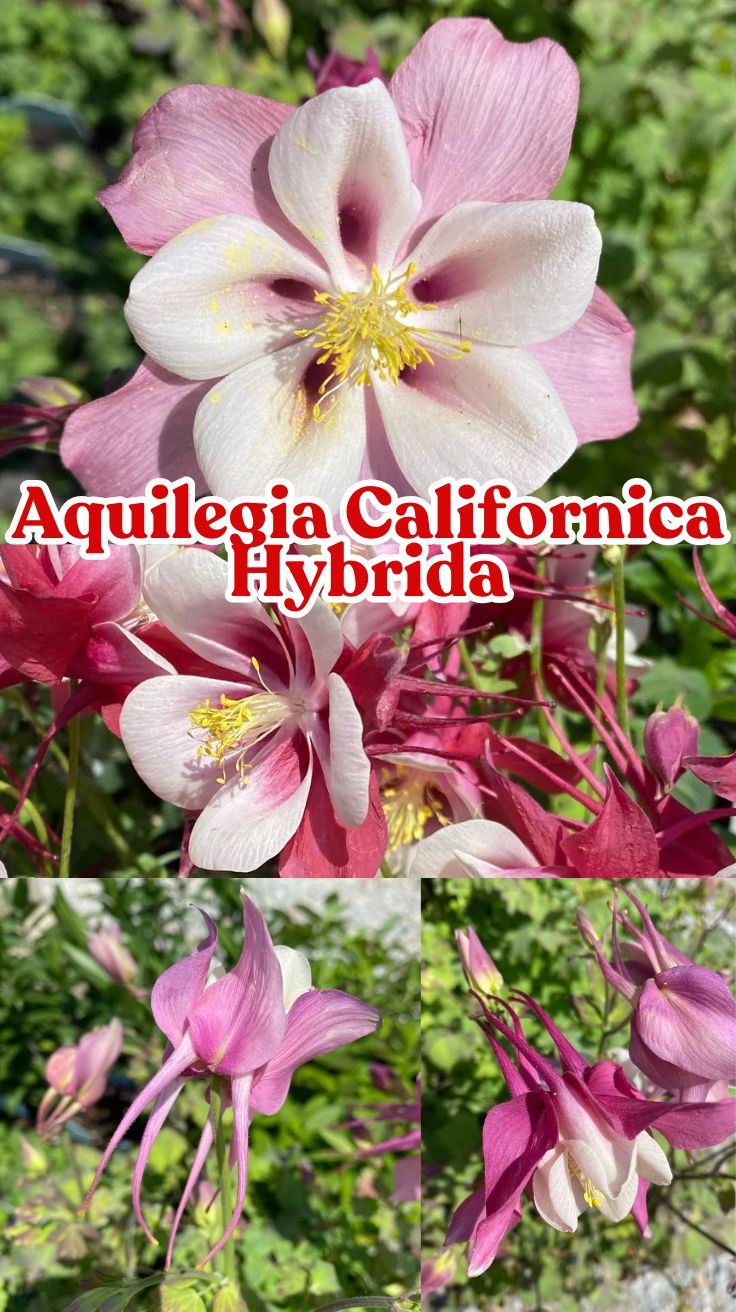 Aquilegia Californica Hybrida